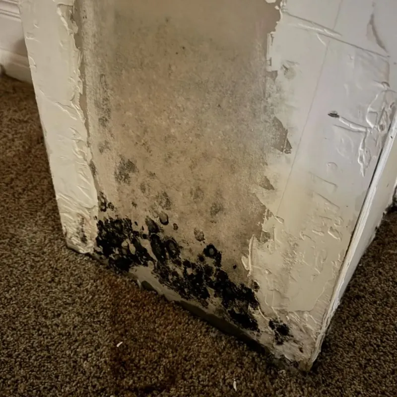 Professional Mold Removal in Spencer, IA